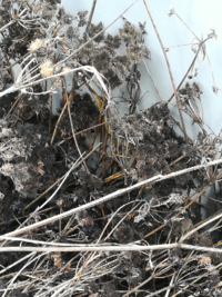 10月の下旬位にオルレアの種をいただいたのですぐに庭に撒きました Yahoo 知恵袋