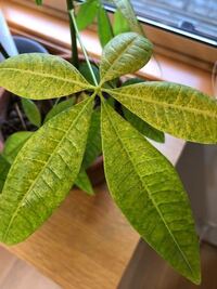 観葉植物のパキラの木の部分にカビが発生してしまいました とり Yahoo 知恵袋