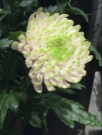 この菊はなんという種類でしょうか 奥がピンクで先端が黄緑です とても可愛 Yahoo 知恵袋