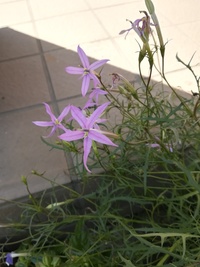 この花の名前を教えてください 花は薄いピンクや薄い水色で 花弁 Yahoo 知恵袋