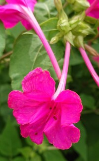 この花の名前を教えて下さい 今日埼玉で見ました 離弁花類です ガ Yahoo 知恵袋