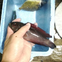 写真の赤い魚は何という魚でしょうか 沖縄中部で捕まえました Yahoo 知恵袋