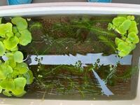 アカヒレ増えると思いますか Yahoo 知恵袋