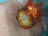 金魚の便秘 金魚の便秘 もしくはガ だまり の解消法があれば Yahoo 知恵袋