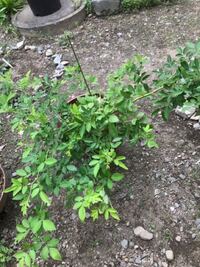 呪術廻戦の野薔薇の生死について 最新話ネタバレ注意 少しだけ触れら Yahoo 知恵袋