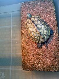 クサガメを飼っているのですが甲羅が白っぽいですこれは何かの病気なのですか Yahoo 知恵袋