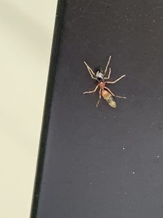 この蟻のような生き物は何でしょうか 今朝 車のドア付近にて発見 Yahoo 知恵袋