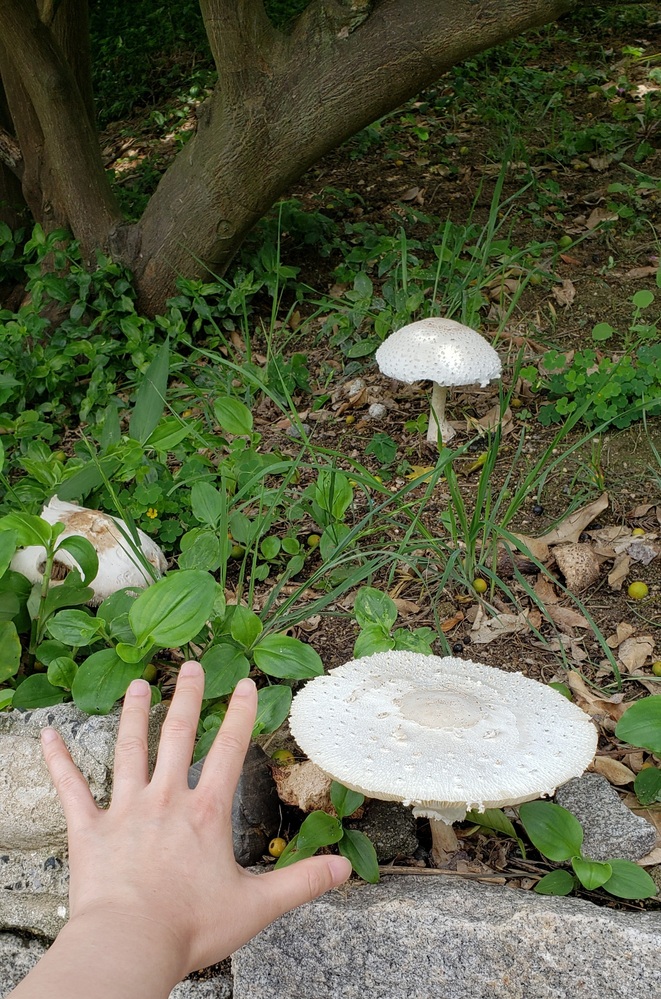 このキノコの名前を教えてください - 白いキノコ？食用、オトメノカ 