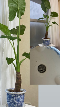 クワズイモの植え替え六月下旬にクワズイモを購入して 自分で買った鉢に植え Yahoo 知恵袋
