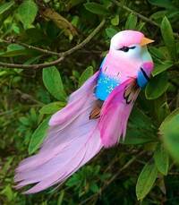 鳥の名前教えて下さい ピンクの尾羽を持つ鳥は見た事があり Yahoo 知恵袋