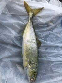 この魚の名前を教えてください 大きさはセンチほどです Yahoo 知恵袋