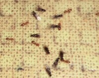 小さい蟻が家に大量発生しています 11月に入り2度目です 一 Yahoo 知恵袋