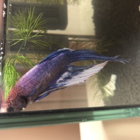 ベタの具合について相談です 3週間前にホームセンターでトラディショナルベ Yahoo 知恵袋