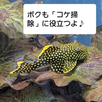 突然ですが コケ掃除の魚 とは何を想像するでしょうか アルジイ Yahoo 知恵袋