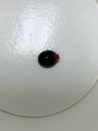 てんとう虫で黒に赤のてんてんは害虫なんでしょうか 本当ですか Yahoo 知恵袋