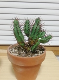 ホームセンターで買ったサボテンの根本の辺りが 茶色っぽくなってしまいまし Yahoo 知恵袋