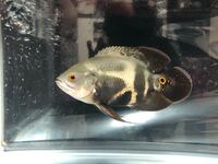 ワイルドオスカーの成長が遅いような感じがします 90セン Yahoo 知恵袋