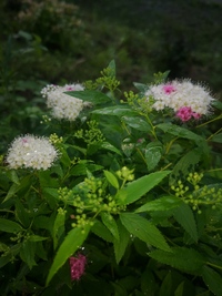 2年ほど前に植えたこの小さい紫陽花のような花の種類が分からな Yahoo 知恵袋