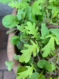 家庭菜園について プランターでラディッシュとベビーリーフを育てていま Yahoo 知恵袋