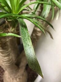 観葉植物のポニーテールについて 葉がすべて枯れてしまい根元から新しい芽 Yahoo 知恵袋