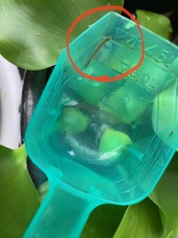 メダカ稚魚の水槽にいた虫について教えてください 写真の虫ですが 一見する Yahoo 知恵袋