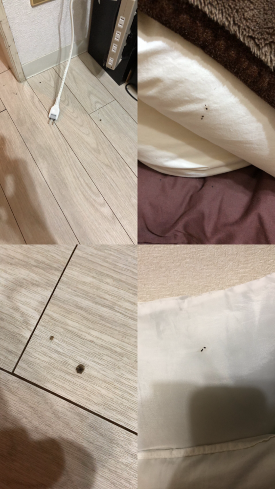 しばらく家を留守にしていたんですが、久しぶりに帰宅すると、謎の 