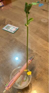 いんげん豆の発芽 植え替えについて 子供が学校からいんげん Yahoo 知恵袋