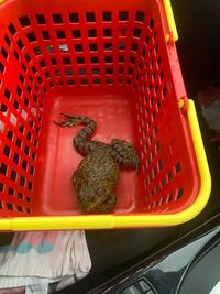 ウシガエルの飼育は警察にばれなければ大丈夫って本当ですか 逮捕だのなん Yahoo 知恵袋