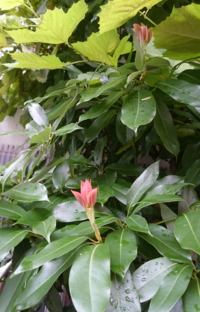 こちらの木 タブノキで間違いありませんか 自分のなかでは Yahoo 知恵袋