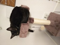 我が家の一歳 の愛猫についてですが 鳥をみてはニャニャニャッと Yahoo 知恵袋
