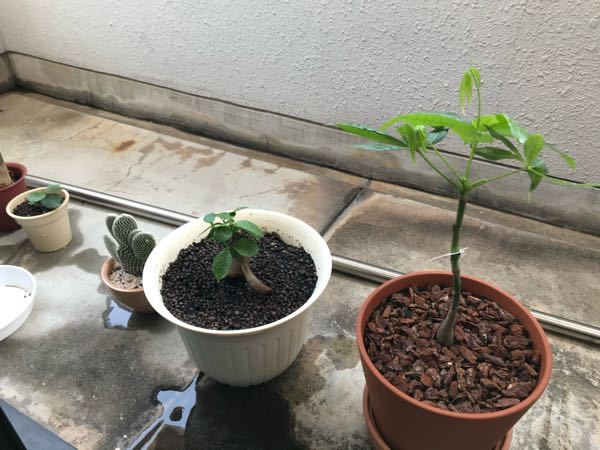 在庫一掃 コメント下さい ガジュマル 樹齢1年 苗 高さ平均センチ 植物 観葉植物 Balidecorrental Com