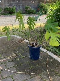 モンステラの植え替えについて 植え替えた鉢です 冬に世話をサボ Yahoo 知恵袋