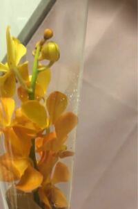 このお花の名前と花言葉を教えてください モカラという蘭の花です H Yahoo 知恵袋