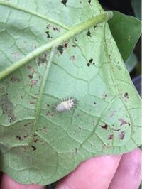 家庭菜園でナスとトマトを育てていますが 最近葉の裏にこの虫が付いて葉を食 Yahoo 知恵袋