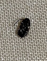 この虫が枕の下から出てきました ゴキブリの赤ちゃんでしょうか 多分 Yahoo 知恵袋