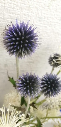 ヒゴダイの花とルリタマアザミの花は一緒でしょうか 昨日 お天気が良かっ Yahoo 知恵袋