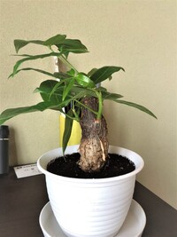 画像あり ダイソーでパキラを購入しました 植え替えましてただ Yahoo 知恵袋