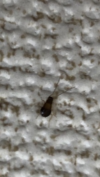 虫閲覧注意ここ最近この虫リビングによく出るのですが ゴキブリの Yahoo 知恵袋