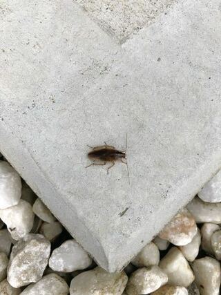 これはゴキブリですよね 庭にたくさんいてたまに家の中で見ます 家で Yahoo 知恵袋