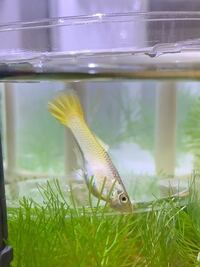 熱帯魚が全滅しました 昨日買ったグッピーが全滅しました 数は１０数匹いつ Yahoo 知恵袋