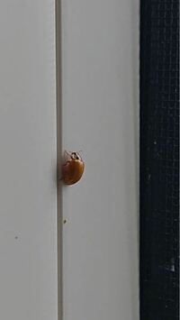 家の中に 薄茶色の丸い虫がいました 新築入居から8ヶ月 低層マンシ Yahoo 知恵袋