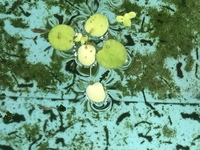 スネールは駆除すべき 最近メダカを飼い始めたのですが スネー Yahoo 知恵袋