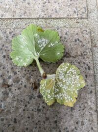 葉っぱの裏に白い粉みたいな物がついています なんという病気でしょうか Yahoo 知恵袋