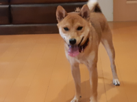 柴犬のご飯について 我が家には６ヶ月の柴犬のオスがいます この Yahoo 知恵袋