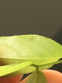 画像の虫はハダニでしょうか 藤の葉っぱの裏に数匹います Yahoo 知恵袋