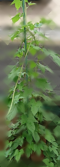 アサガオのようなツルがあるんですが花が付かないツル性の植物が庭から生えて Yahoo 知恵袋