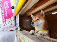 柴犬って看板犬多いですよね 柴犬は気性が荒いと言われているわ Yahoo 知恵袋