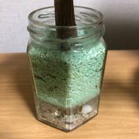 小さめの観葉植物を買ったのですが これはカラーサンドでしょうか 植 Yahoo 知恵袋