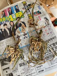 胡蝶蘭について教えてください 3株のうち2株の葉が落ちてしまいました た Yahoo 知恵袋