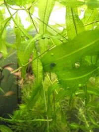 水槽に謎の生物が出現しました 白くて半透明で ダンゴムシ Yahoo 知恵袋